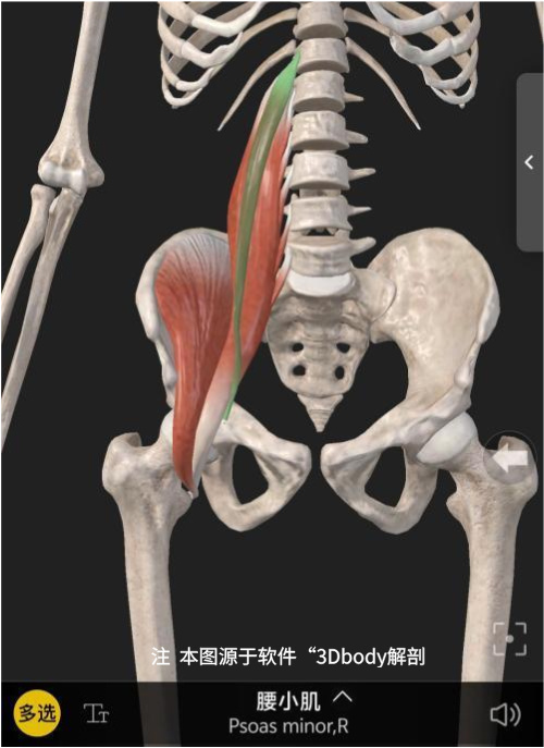 腰小肌1.jpg