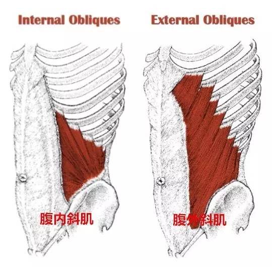 腹斜肌.jpg
